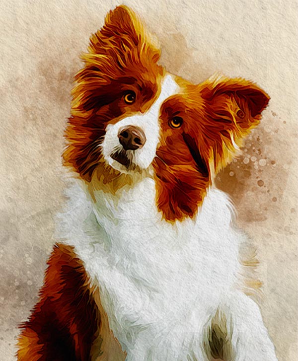 Custom pet portrait